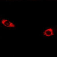 3 - Anti-CELSR3 Antibody AP54031