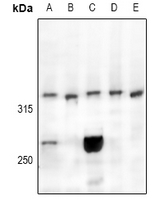 1 - Anti-CELSR3 Antibody AP54031
