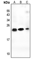 1 - Anti-CEND1 Antibody AP54032