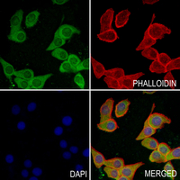 3 - Anti-CDK5RAP2 Antibody AP54033