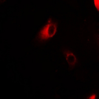 3 - Anti-Galectin 2 Antibody AP54035