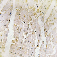 19 - Anti-Galectin 2 Antibody AP54035