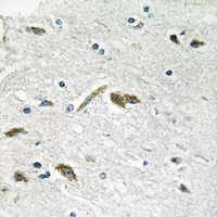 19 - Anti-RPL39L Antibody AP54036