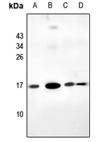 1 - Anti-RPL39L Antibody AP54036