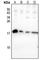 1 - Anti-BAGE2 Antibody AP54037