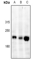 1 - Anti-DOCK1 Antibody AP54039