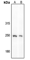 1 - Anti-GON4L Antibody AP54040
