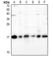 1 - Anti-MAL Antibody AP54042