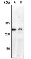 1 - Anti-NAV2 Antibody AP54044