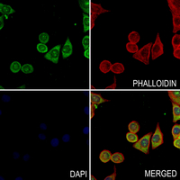 3 - Anti-URB1 Antibody AP54045