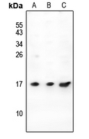 1 - Anti-PIGY Antibody AP54046