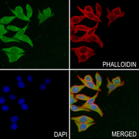 3 - Anti-APOBEC3D Antibody AP54047