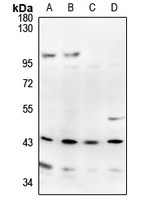 1 - Anti-APOBEC3D Antibody AP54047
