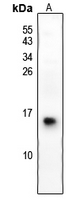 1 - Anti-S100-G Antibody AP54048