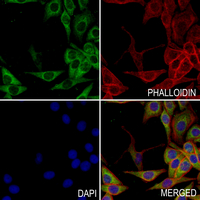 3 - Anti-CCL1 Antibody AP54049
