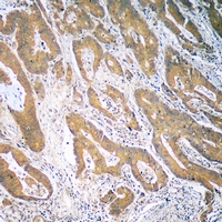 19 - Anti-CCL19 Antibody AP54050