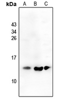 1 - Anti-CCL19 Antibody AP54050