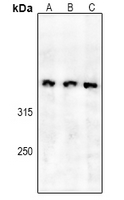 1 - Anti-SPTBN5 Antibody AP54052