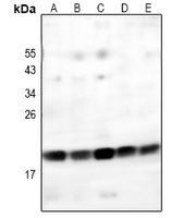 1 - Anti-GITRL Antibody AP54053