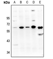 1 - Anti-NIP45 Antibody AP54054