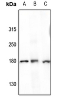 1 - Anti-CD243 Antibody AP54055