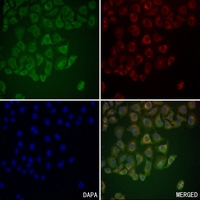3 - Anti-CD66a/b/c Antibody AP54056