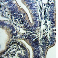 19 - Anti-CD66a/b/c Antibody AP54056