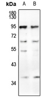 1 - Anti-CD66a/b/c Antibody AP54056