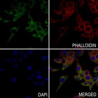 3 - Anti-RGS1/8/16 (Phospho-Y187/159/168) Antibody AP54058