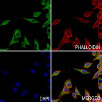 3 - Anti-RAC1/2/3 (Phospho-S71) Antibody AP54059