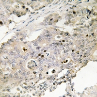 19 - Anti-TAF4 Antibody AP54061