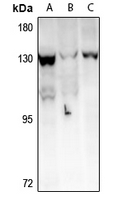 1 - Anti-TAF4 Antibody AP54061