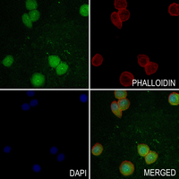 3 - Anti-FOXB1/2 Antibody AP54065