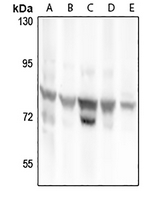 1 - Anti-RhoBTB1 Antibody AP54066