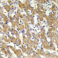 19 - Anti-Cytochrome P450 2C8/9/18/19 Antibody AP54068