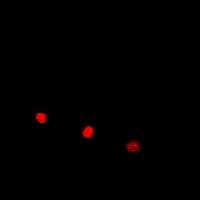 3 - Anti-ELOA3 Antibody AP54069