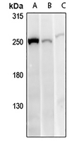 1 - Anti-ANKRD26 Antibody AP54070