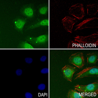 3 - Anti-CCDC109A Antibody AP54071