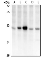 1 - Anti-CCDC109A Antibody AP54071