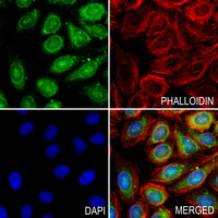 3 - Anti-GAS1 Antibody AP54073