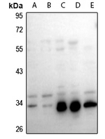 1 - Anti-GAS1 Antibody AP54073