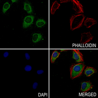 3 - Anti-AGFG2 Antibody AP54074