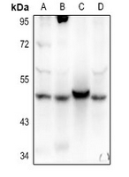 1 - Anti-AGFG2 Antibody AP54074