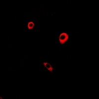 3 - Anti-CD85k Antibody AP54076
