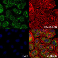 3 - Anti-RAB15 Antibody AP54078