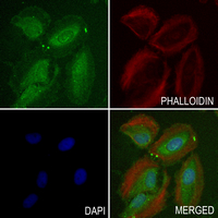 3 - Anti-NHE7 Antibody AP54079