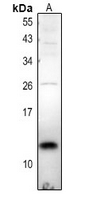 1 - Anti-TCEAL7 Antibody AP54080