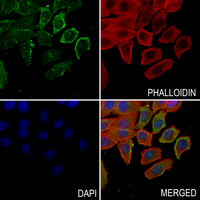 3 - Anti-PTGIS Antibody AP54081