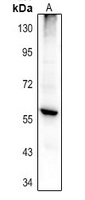 1 - Anti-PTGIS Antibody AP54081