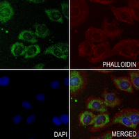 3 - Anti-NPR2 Antibody AP54082